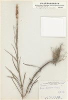 藏品(臺灣百合)的圖片